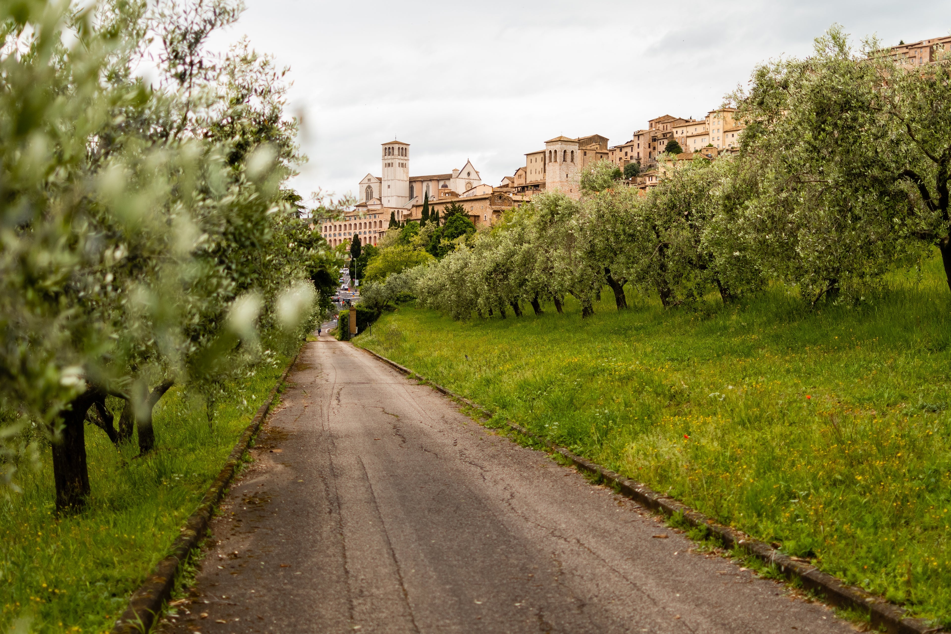 olive grove with path leading into a town